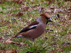 Coccothraustes coccothraustes
