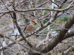 Coccothraustes coccothraustes