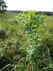 Euphorbia lucida