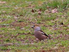 Coccothraustes coccothraustes