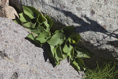 Viola suavis