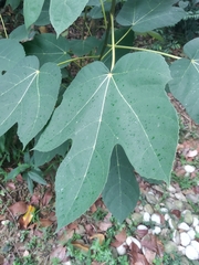 Ficus grossularioides