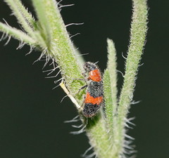 Dicranolaius bellulus