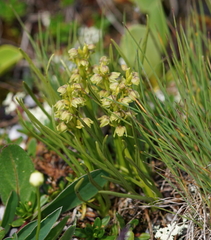Chamorchis alpina