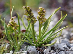 Chamorchis alpina