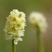 Scottish Asphodel - Photo (c) Wolfgang Bacher, some rights reserved (CC BY-NC), uploaded by Wolfgang Bacher
