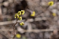 Rhus aromatica aromatica