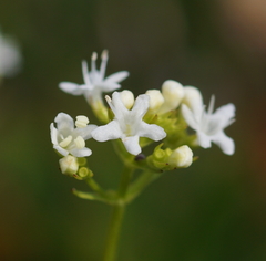Valeriana saxatilis