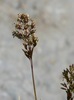 Deschampsia cespitosa altaica - Photo (c) Pyak Andrei, some rights reserved (CC BY-NC), uploaded by Pyak Andrei