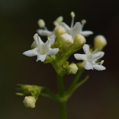 Valeriana saxatilis
