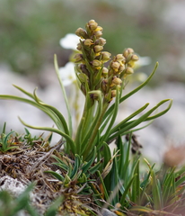 Chamorchis alpina