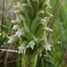 Skeptrostachys paraguayensis - Photo (c) Bert, some rights reserved (CC BY-NC), uploaded by Bert