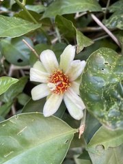 Pereskia aculeata