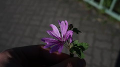 Malva sylvestris