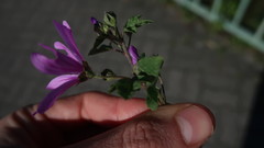 Malva sylvestris