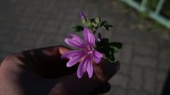 Malva sylvestris