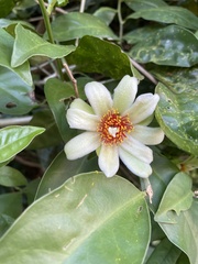Pereskia aculeata