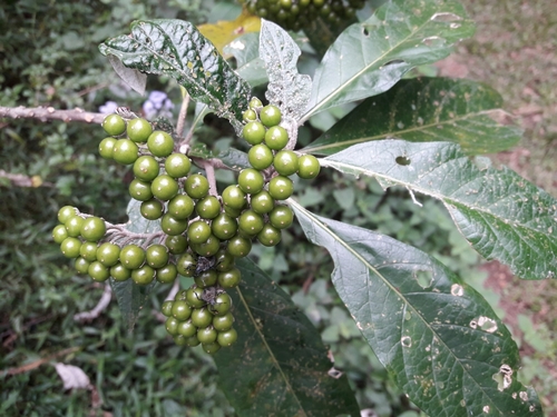 Image of Solanum giganteum by (c) Ferncliffe forest wilding, some rights reserved (CC BY)