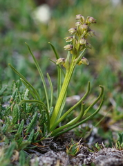 Chamorchis alpina