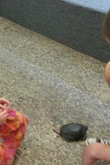 Actinemys marmorata marmorata