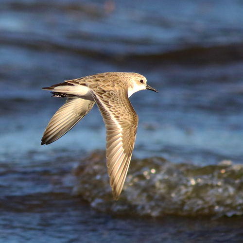 Red-necked Stint