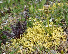 Pedicularis rostratocapitata
