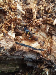 Cratichneumon viator