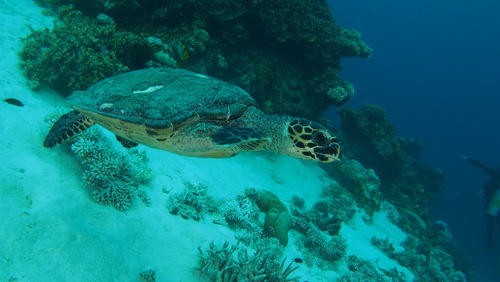 Hawksbill Sea Turtle — seen at this dive site