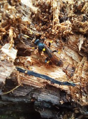 Cratichneumon viator