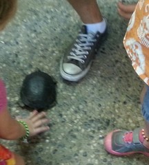 Actinemys marmorata marmorata