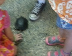 Actinemys marmorata marmorata