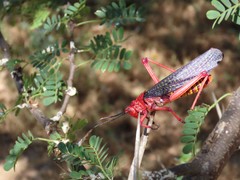 Phymateus morbillosus morbillosus