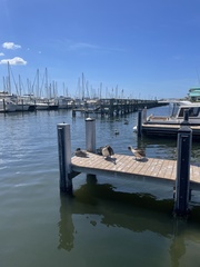 Pelecanus occidentalis