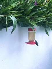 Anthracothorax dominicus