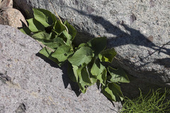 Viola suavis