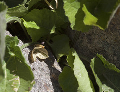 Viola suavis