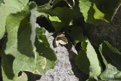 Viola suavis