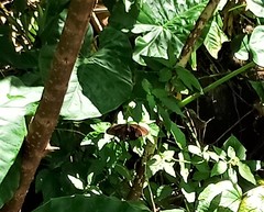 Papilio castor formosanus