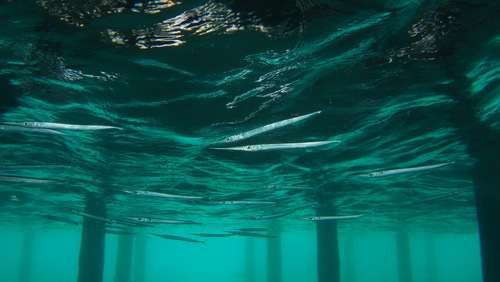 photo of Needlefishes (Belonidae)