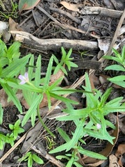 Epilobium pallidiflorum
