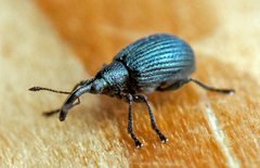 Ischnopterapion virens
