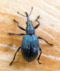 Ischnopterapion virens