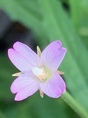 Epilobium pallidiflorum
