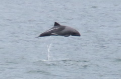 Cephalorhynchus heavisidii
