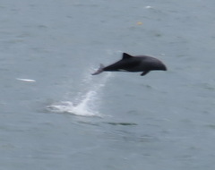 Cephalorhynchus heavisidii