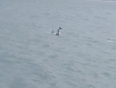 Cephalorhynchus heavisidii