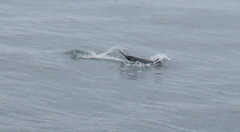Cephalorhynchus heavisidii