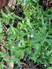 Epilobium pallidiflorum