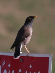 Acridotheres tristis