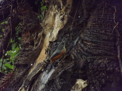 Microspingus lateralis